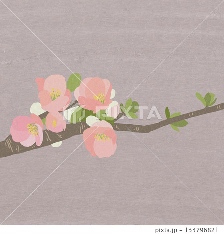 木瓜の花 木瓜の花 133796821