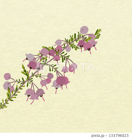 ジャノメエリカ 133796823