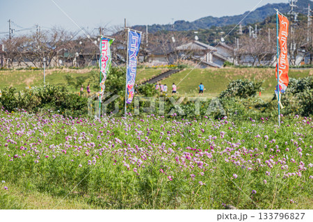 袋井市のメロン公園のコスモス畑の風景(静岡県) 133796827
