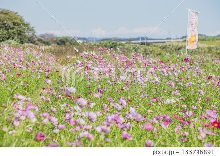 袋井市のメロン公園のコスモス畑の風景(静岡県) 133796891