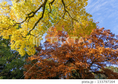 紅葉した木々 紅葉した木々 133797164