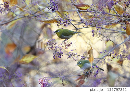 ムラサキシキブを食べるメジロ ムラサキシキブを食べるメジロ 133797232