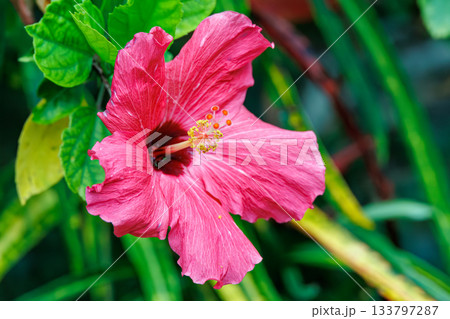 美しいハイビスカス。座間味島座間味港 沖縄県島尻郡慶良間諸島-2025 沖縄本島から40km西方にあ 133797287