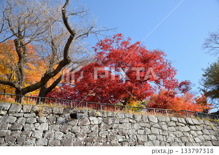 盛岡城跡公園の紅葉 盛岡城跡公園の紅葉 133797318