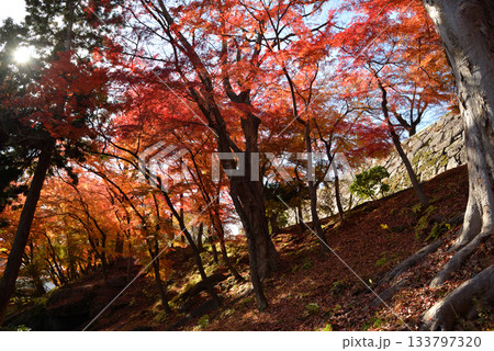 盛岡城跡公園の紅葉 133797320