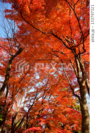 盛岡城跡公園の紅葉 133797321