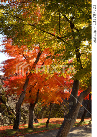 盛岡城跡公園の紅葉 133797323