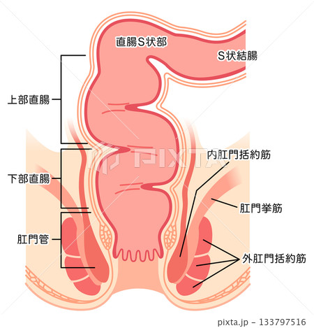肛門の構造　直腸・肛門　断面図 133797516