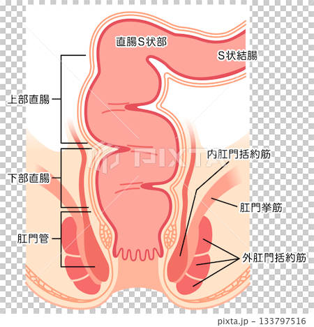 肛門の構造　直腸・肛門　断面図 133797516