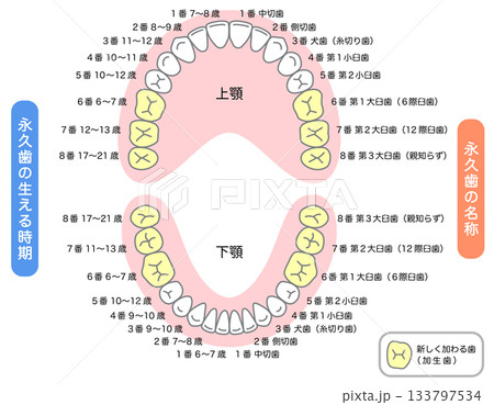 永久歯の名称と生える時期 永久歯の名称と生える時期 133797534
