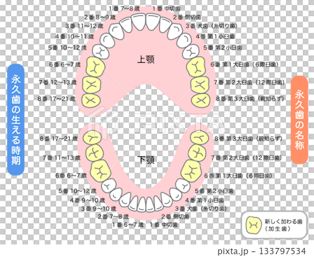 永久歯の名称と生える時期 永久歯の名称と生える時期 133797534