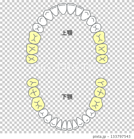 永久歯の名称と生える時期 永久歯の名称と生える時期 133797543