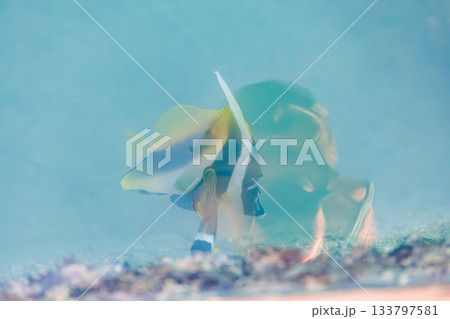 港の水面を泳ぐミナミハタタテダイ、チョウハン、ツノダシ他。座間味島座間味港 沖縄県島尻郡慶良間諸島 港の水面を泳ぐミナミハタタテダイ、チョウハン、ツノダシ他。座間味島座間味港 沖縄県島尻郡慶良間諸島 133797581