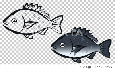 チヌ チヌ 133797695