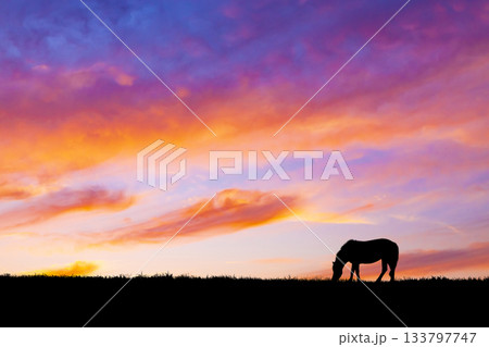 馬のシルエット 133797747