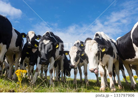 Low angle view of cows standing on grassy field against sky 133797906
