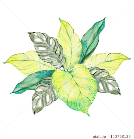 Watercolor tropical leaf composition with bright green and yellow tones. Artistic botanical illustration featuring round foliage and delicate details. Perfect for natural design projects and modern 133798129