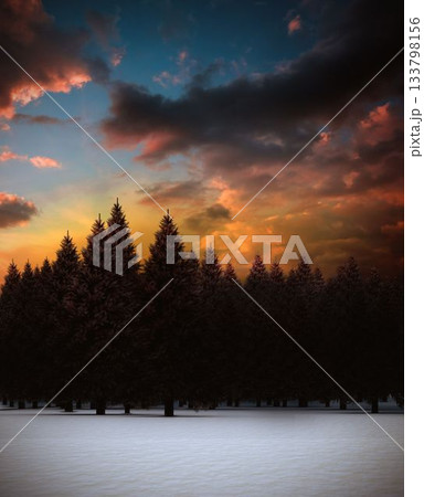 Fir tree forest in snowy landscape 133798156