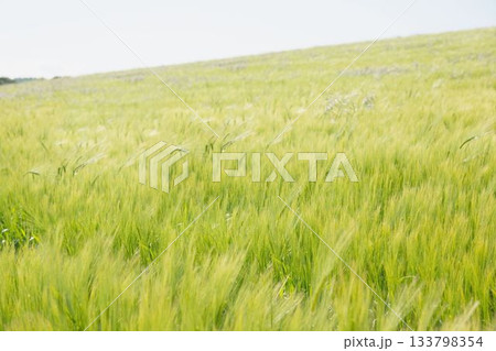 Green wheat stalks are swaying in flat design rural farmland, under clear sunny sky Green wheat stalks are swaying in flat design rural farmland, under clear sunny sky 133798354