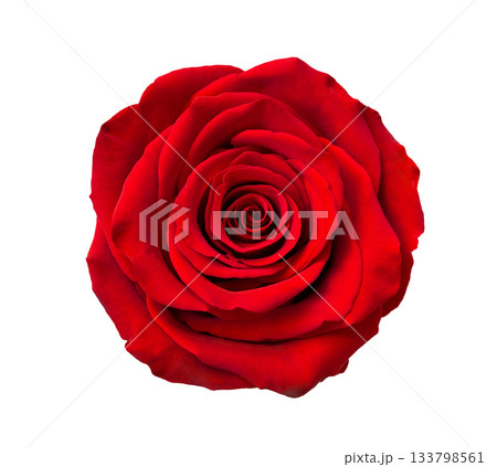 Beautiful single red rose flower isolated on a white background, close up. Detailed retouch. Beautiful single red rose flower isolated on a white background, close up. Detailed retouch. 133798561
