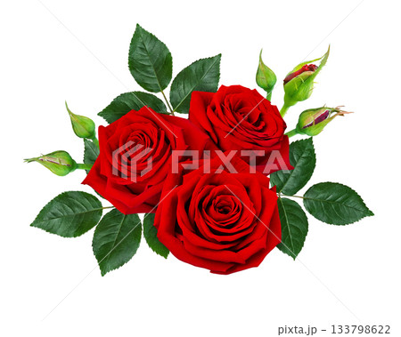 Beautiful red rose flowers with green leaves isolated on a white background. Beautiful red rose flowers with green leaves isolated on a white background. 133798622