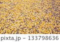 黄金色のイチョウのじゅうたん！ 133798636