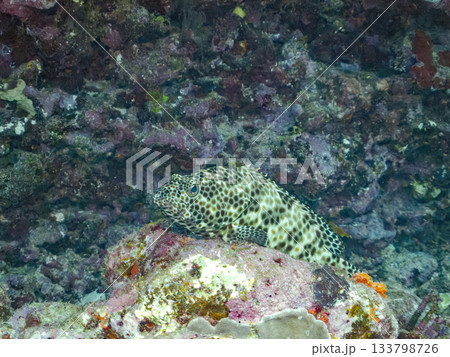 ハナビラウツボ、カンモンハタ。美しいサンゴ礁と熱帯魚の群れ。 安室島沖縄県 島尻郡慶良間諸島座間味島 133798726