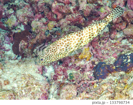 ハナビラウツボ、カンモンハタ。美しいサンゴ礁と熱帯魚の群れ。 安室島沖縄県 島尻郡慶良間諸島座間味島 133798734