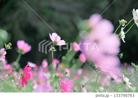 陽だまりの中のコスモスのキラキラ写真 陽だまりの中のコスモスのキラキラ写真 133798763