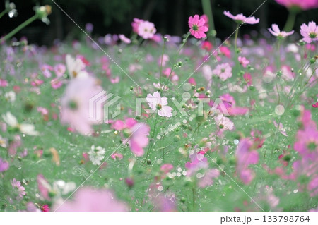 陽だまりの中のコスモスのキラキラ写真 133798764