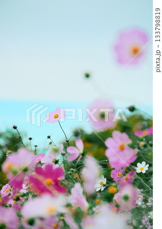 陽だまりの中のコスモスのフワフワ写真 133798819