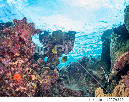 オニハタタテダイ、チョウチョウウオ他。美しいサンゴ礁と熱帯魚の群れ。 安室島沖縄県 島尻郡慶良間諸島 133798954