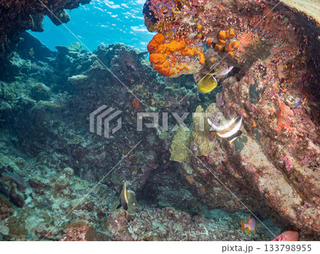 オニハタタテダイ、チョウチョウウオ他。美しいサンゴ礁と熱帯魚の群れ。 安室島沖縄県 島尻郡慶良間諸島 133798955