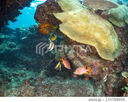 オニハタタテダイ、チョウチョウウオ他。美しいサンゴ礁と熱帯魚の群れ。 安室島沖縄県 島尻郡慶良間諸島 オニハタタテダイ、チョウチョウウオ他。美しいサンゴ礁と熱帯魚の群れ。 安室島沖縄県 島尻郡慶良間諸島 133798956