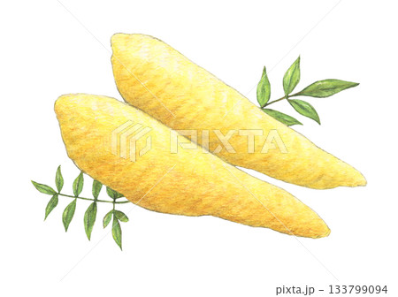 数の子　水彩色鉛筆イラスト 133799094