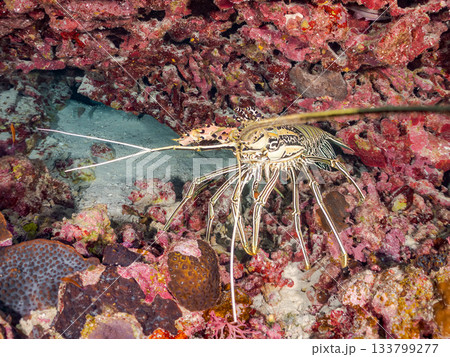 大きく美しいゴシキエビ。美しいサンゴ礁と熱帯魚の群れ。 安室島沖縄県 島尻郡慶良間諸島座間味島 133799277