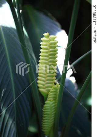 雨に濡れたカラテアの花穂 133799510