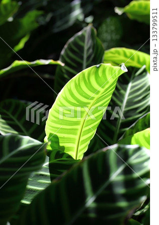 カラテア・タエニオサの葉脈 カラテア・タエニオサの葉脈 133799511