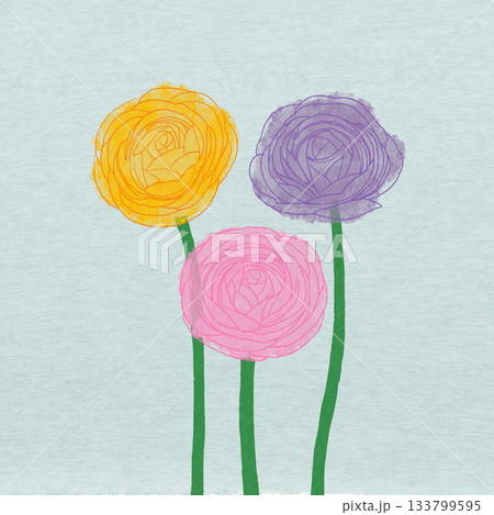 ラナンキュラス ラナンキュラス 133799595