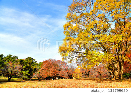 都立 光が丘公園(東京都練馬区)【2025.11】 133799620