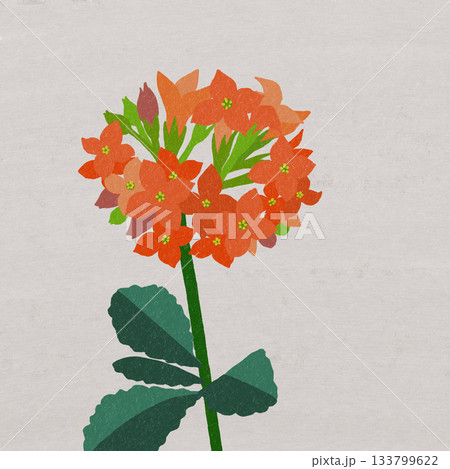 オレンジ色のカランコエ オレンジ色のカランコエ 133799622