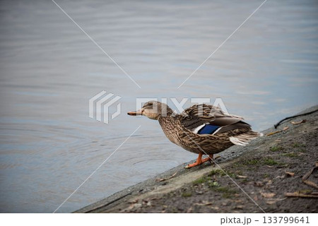 Mallard duck perching by lake 133799641