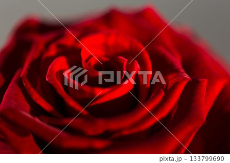Red rose bloom is filling view in 3D-render style, showing petals on neutral grey blurred backdrop 133799690