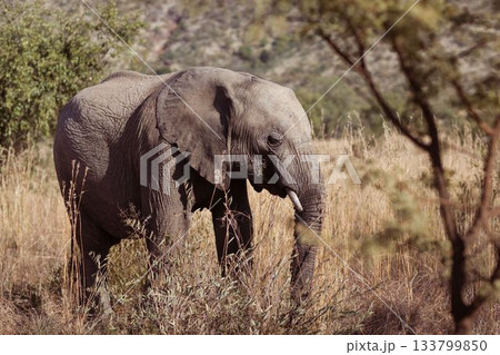Side view of an elephant in the savanna Side view of an elephant in the savanna 133799850
