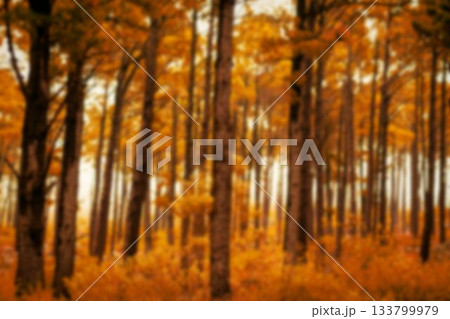 Trees in woodland during autumn Trees in woodland during autumn 133799979