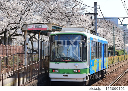 荒川2丁目電停に停車中の東京さくらトラムの電車 荒川2丁目電停に停車中の東京さくらトラムの電車 133800191