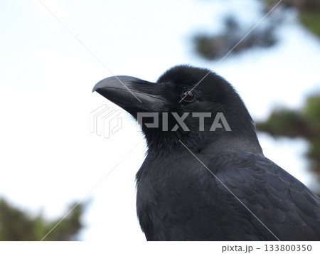 ハシブトガラスの頭部のクローズアップと鋭い眼光（横顔） 133800350