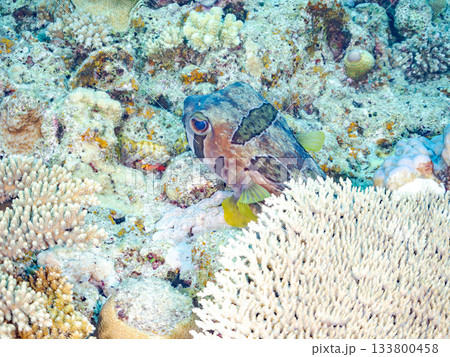 大きく美しいヒトヅラハリセンボン。美しいサンゴ礁と熱帯魚の群れ。 安室島沖縄県 島尻郡慶良間諸島 133800458