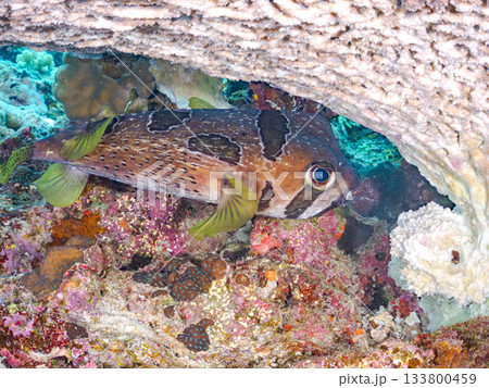 大きく美しいヒトヅラハリセンボン。美しいサンゴ礁と熱帯魚の群れ。 安室島沖縄県 島尻郡慶良間諸島 133800459