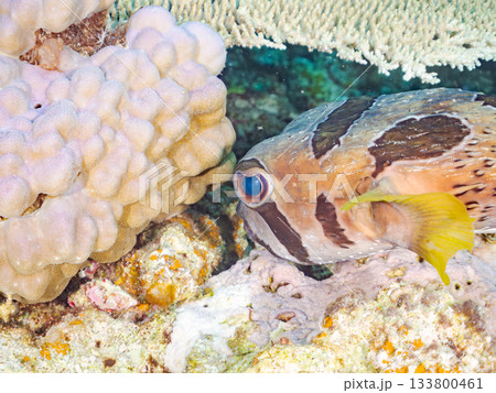 大きく美しいヒトヅラハリセンボン。美しいサンゴ礁と熱帯魚の群れ。 安室島沖縄県 島尻郡慶良間諸島 133800461